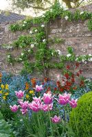 Espaliered fruit tree in blossom on wall with bed of Tulipa 'Ballade', Myosotis and Erysimum in potager 