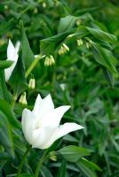 Polyganatum biflorum - Solomons seal and Tulipa 'White Truimphator'
