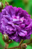 Rosa 'William Lobb' - Old velvet moss rose 