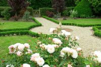 Rosa 'Gruss aan Aachen' in new small formal front garden with box hedges and sundial