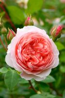 Rosa William Morris 'Auswill'