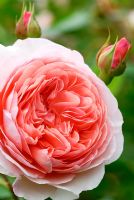 Rosa William Morris 'Auswill' 