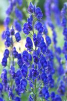 Aconitum 'Bressingham Spire' - Aconite