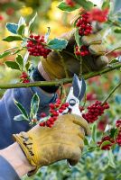 Cutting Holly (Ilex x altaclerensis Golden King) stems covered with red berries for Christmas arrangements with secateurs. 