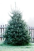 Frosty Picea abies - Norway Spruce or Christmas Tree in December