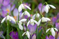 Galanthus nivalis, - Snowdrops and Crocus tommasinianus flowering in February. 