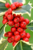 Ilex aquifolium 'Madame Briot' - Holly 