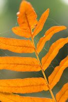 Osmunda regalis - Royal Fern 