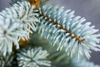 Picea pungens 'Edith' - Colorada Spruce