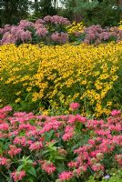 Late Summer border at Adrian's Wood in Bressingham Gardens. Monarda 'Coral Reef', Rudbeckia fulgida var. deamii and Eupatorium purpureum 'Gateway'