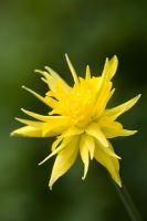 Narcissus 'Rip van Winkle'