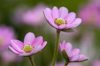 Hepatica nobilis var japonica 'Salmon'