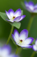 Hepatica nobilis var pubescens  