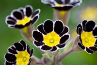 Primula Silver laced Group 