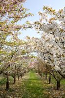 Avenue of ornamental cherries at Brogdale National Fruit Collection. Prunus 'Taihaku' and Prunus x yedoensis - Yoshino cherry 