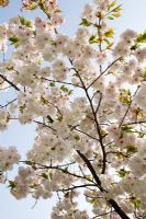 Prunus 'Shirotae' - ornamental cherry