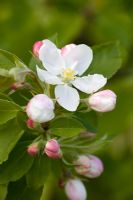 Malus pumila 'Montreal Beauty' - Paradise Crab apple in blossom