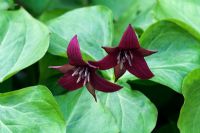 Trillium erectum