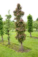 Ballerina apple tree 'Maypole' Garden Organic - Ryton