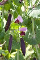 Purple flowered and podded pea 'Glory of Devon'