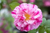 Rosa Gallica versicolor - Rosa Mundi