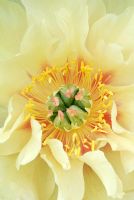 Paeonia 'Garden Treasure' - Intersectional hybrid variety