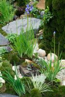 Detail of the planting surrounding a stone stream bed including - Iris sibirica, Acorus gramineus, moss and Pachysandra terminalis in The Un-tei Garden of Clouds, Chelsea 2007
