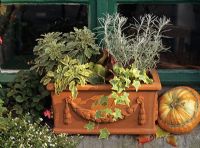 Decorative terracotta container with Hedera, Bergenia 'Rotblum', Salvia and Helichrysum
