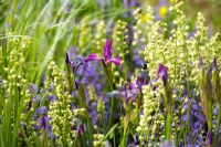 Iris sibirica with Tellima grandiflora -'The Savills Garden', Chelsea 2007