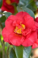 Camellia 'Dr Burnside'