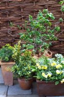 Yellow and Gold themed pots in spring with Euonymus, Corylus avellana, Euphorbia 'Fens Ruby' and Heucherella