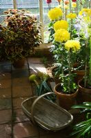 Potted yellow Chrysanthemum with wooden trug - 'The Village Post Office, Garage and Market Garden', Hampton Court 2007