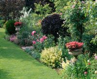 Border filled with Rosa and urns planted with Pelargonium 'Red Gables'
