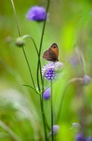 Brown butterfly on Devil's bit - Scabious succisa pratensis