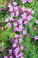 Thymus serpyllum 'Minor' syn 'Minus'