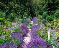 Vegetable garden with lavender edged path