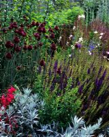 Summer border with Penstemon 'Garnet', Salvia x sylvestris 'Mainacht', Veronica 'Sunny Border Blue', Allium sphaeracephelm and Gaura lindheimeri