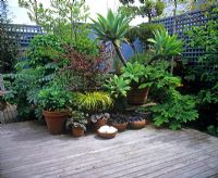 Decking with group of pots planted with Agave, Berberis, Mondo and Heuchera
