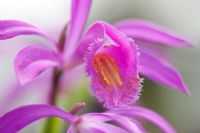 Bletilla striata - Terrestrial orchid