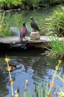 Pair of tragopan Pheasants in water garden -RHS Garden Wisley