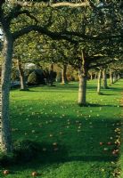 Apple orchard with windfallen apples on grass in evening sunlight - Helmingham Hall, Suffolk