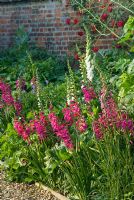 Gladiolus communis subsp. byzantinus in border with white Digitalis - Madingley Hall, Cambridge