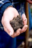 Clump of soil from a 'no dig' veg plot.  Shows worm hold and small worms 