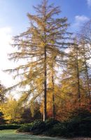 Larix decidua - European larch at Valley Gardens, Surrey