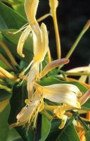 Lonicera hildebrandiana - Giant Burmese honeysuckle 