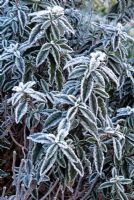 Cistus 'Elma' - Frosted foliage