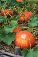 Etched pumpkin in vegetable patch on raised bed of straw - Jardins du Prieure, Notre Dame d'Orsan, France