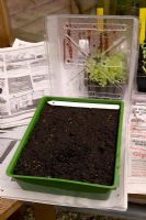 Covered seed tray, propagation of leek 'Musselborough' seedlings - seeds germinating  