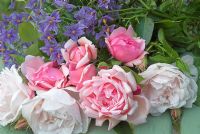 Still Life with  Rosa ' Albertine', 'Sombreuil' and Solanum Crispin 'Glasnevin',  freshly picked and placed on wooden slatted chair outside