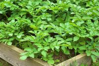 Raised bed with Solanum Tuberosum - Potatoes 